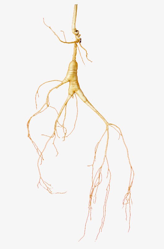 细小的人参实物素材