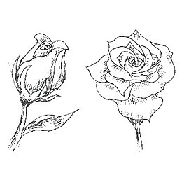 素描玫瑰