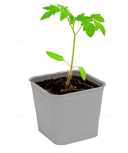 番茄树苗