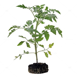 番茄小树