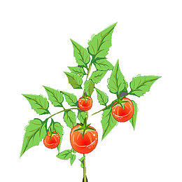 小小番茄树