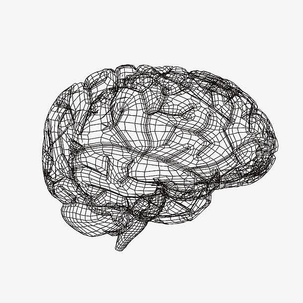 3D模型风格大脑