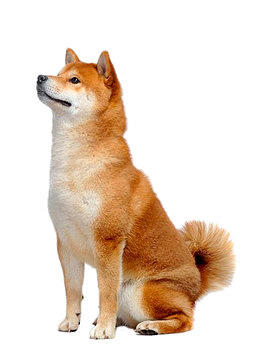 望向前方的柴犬