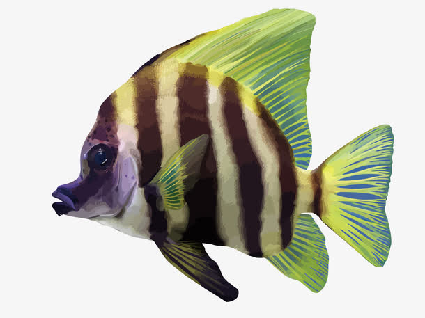 关键词 : 热带鱼,手绘,鱼类,png素材,png素材免费下载,png图片素材