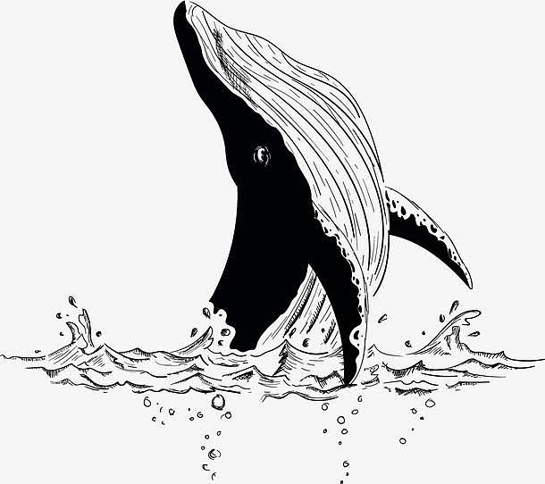 大白鲸的腹部