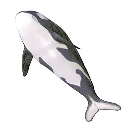 凶猛的海洋生物