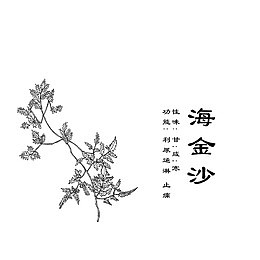 海金沙手绘