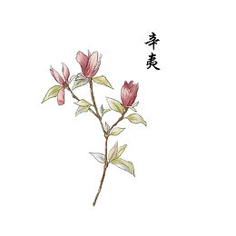 植物药材辛夷