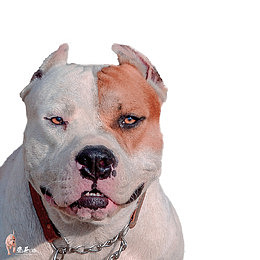 犬 比特犬，公 王子