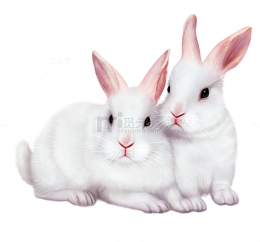 两只小白兔