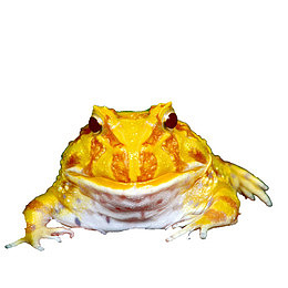 金色的田鸡