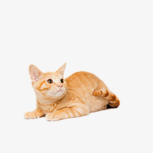 趴着往别处的猫咪