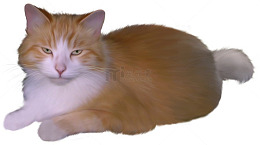 眯着眼的小花猫