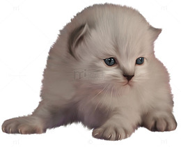 嗷嗷待哺的小猫咪