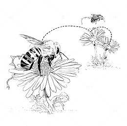 采蜜的蜜蜂图案线稿