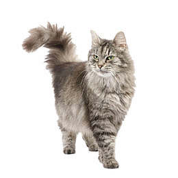 竖起毛发的花猫