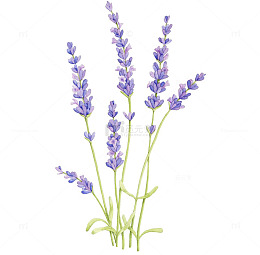 薰衣草穗