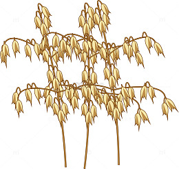 风干的稻谷
