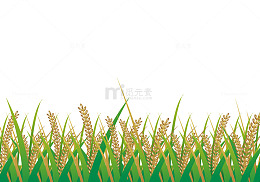 秋收季节稻穗