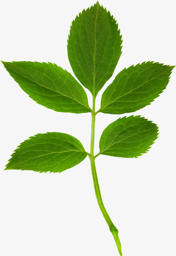 关键词 : 树叶,植物,叶子,幼苗[声明] 觅元素所有素材为用户免费分享