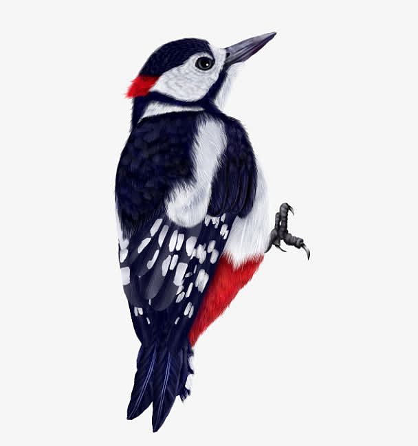 啄木鸟图案