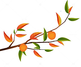 矢量手绘插图秋天树枝叶与橘子