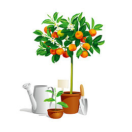 橘子树盆栽矢量图