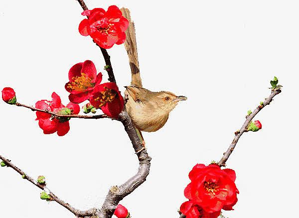 鸟语花香免抠素材免费下载 觅元素51yuansu Com