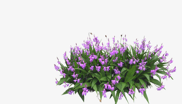 花 效果图素材图片