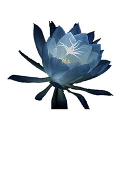 夜色中盛开的昙花