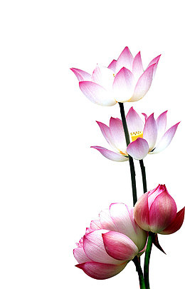 荷花莲花元素