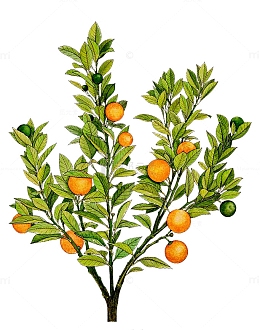 手绘橘树
