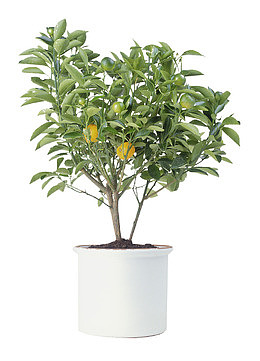 橘树盆栽图片