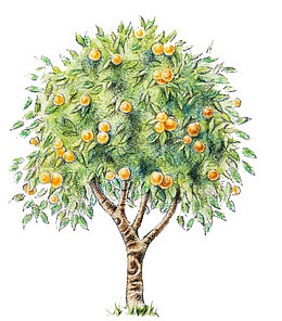 橘树手绘