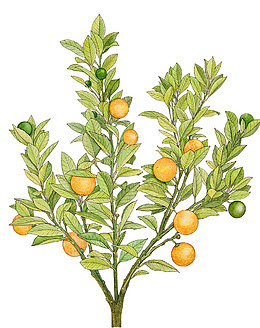 手绘橘树
