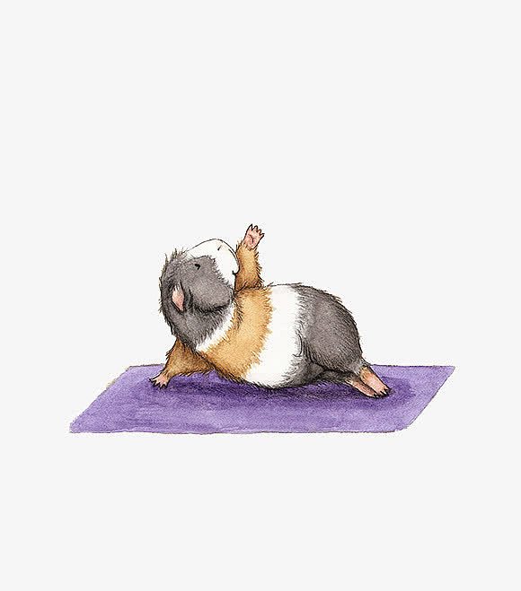 小豚鼠瑜伽可爱插画