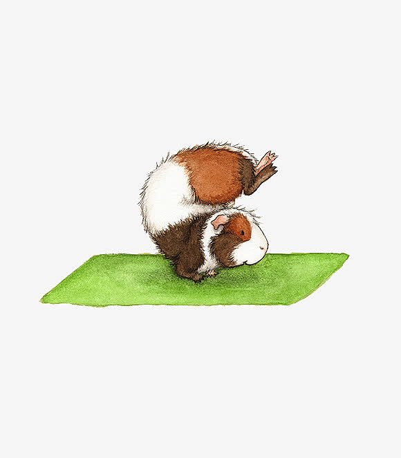 小豚鼠做瑜伽插画