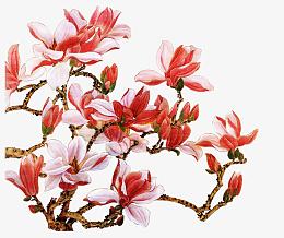 石榴花
