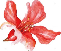 红色石榴花