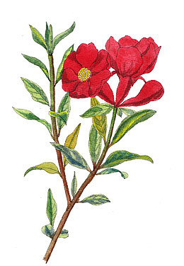 石榴花