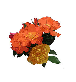 一簇石榴花
