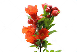 一株石榴花