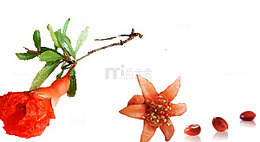 独支及散落的石榴花