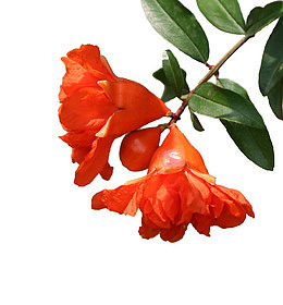 两朵花红色花