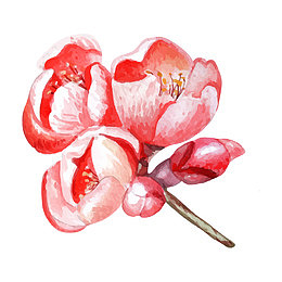 盛开的石榴花