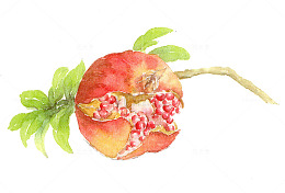 石榴花手绘