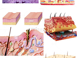 医疗美白结构图