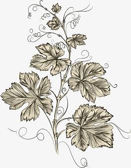 手绘素描葡萄藤