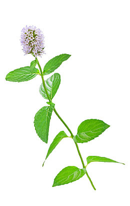 薄荷花 薄荷叶 浅粉花