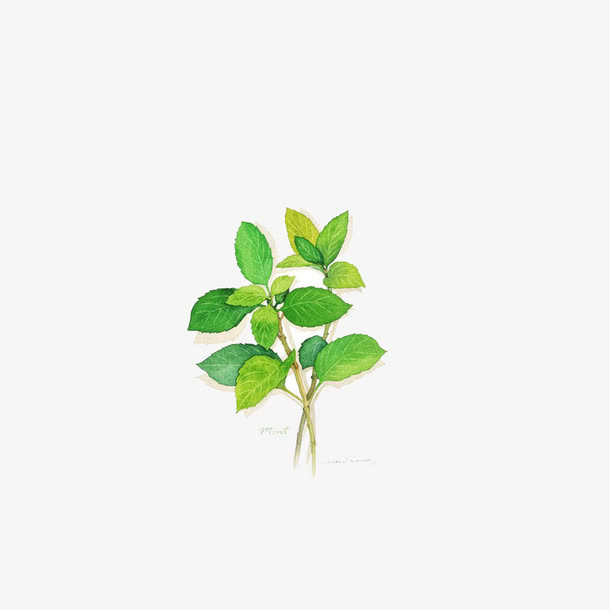 手绘薄荷叶